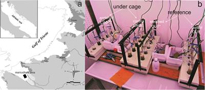 The Depleted Carbon Isotopic Signature of Nematodes and Harpacticoids and Their Place in Carbon Processing in Fish Farm Sediments